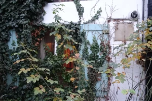 Kitchen window
